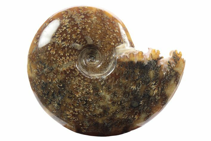 Polished Ammonite (Cleoniceras) Fossil - Madagascar #233489